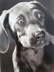 TARJETA DE CUMPLEAÑOS AVANTI "¿Es un montón de velas o es pastel en llamas?" FUNNY DOG - Imagen 1 de 2