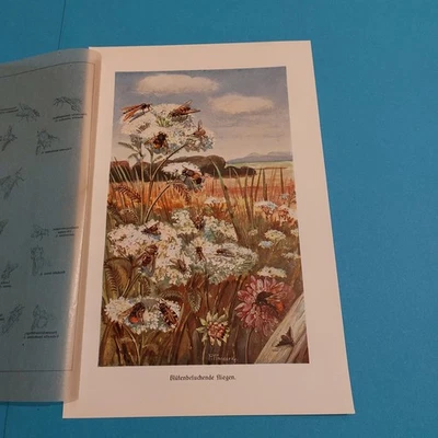 Orig.(1910) Farbige Bildtafel  Blütenbesuchende Fliegen  - Bild 1 von 4
