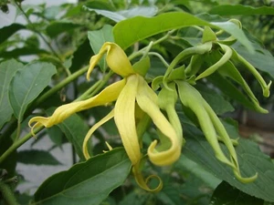 Cananga odorata SEEDS Perfume Tree Ylang-Ylang 6 Seeds - Picture 1 of 3