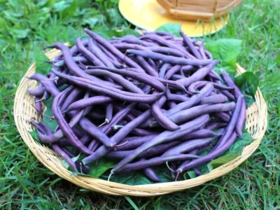 Bush Bean (Royal Burgundy) 340+ Seeds (Vulgaris) Instructions Included x - Image 1 of 4