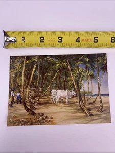 Vintage Postcard Gathering Coconuts, Mayaro Beach Trinidad J Packer Unposted - Picture 1 of 5