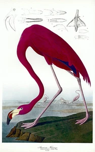 Audubon Flamingo 30x44 Hand Numbered Edition Fine Art Print - Picture 1 of 1