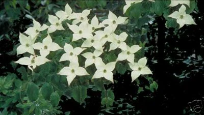 Cornus kousa chinensis CHINESE DOGWOOD TREE Seeds! - Изображение 1 из 1