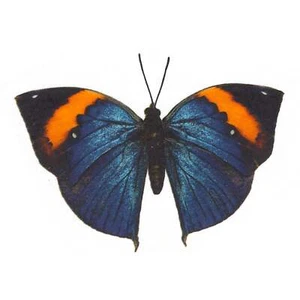 Vibrant Blue Butterfly Select-A-Size Overglaze Waterslide Ceramic Decals - Picture 1 of 5