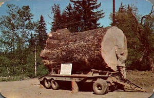 POSTCARD SITKA SPRUCE LOG COASTAL AREA OF OREGON - Picture 1 of 2