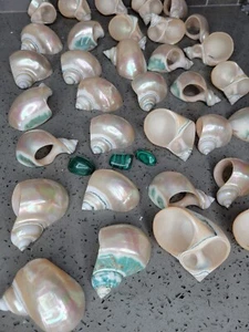 NAPKIN RINGS Mother Of Pearl Spiral Shell Set Lot Of 34 Wedding Vintage Antique - Picture 1 of 12