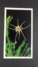1 x Grandee Cigar card Living Ocean - Sea Spider ± No 7 ≠ Q34