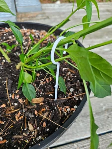 Estacas LST de entrenamiento de bajo estrés 50 un. para plantas vegetales, crecen mayores rendimientos - Imagen 1 de 4