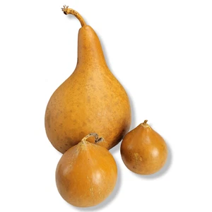 Vintage gemischte Form natürliche Kürbisse Deko Ornament Halloween 1980 Set (3) - Bild 1 von 8