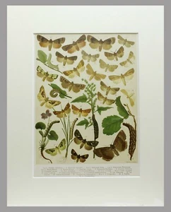 MARIPOSAS 1899 - GRABADO CROMOLITÓGRAFO CON PASSEPARTOUT - (00812) - Imagen 1 de 2