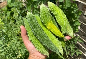 Indische grüne Bittermelone - Momordica charantia 5+ Samen Bitter Gourd Cu 040 - Bild 1 von 1