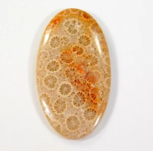 31.CT RAÍZ FÓSIL NATURAL CORAL CABUJÓN OVALADO PIEDRA PRECIOSA FOSILIZADA BH=0270 - Imagen 1 de 6
