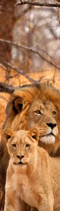 3D - LEONES - Marcador - Imagen 1 de 1