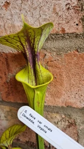 Sarracenia flava var ornata Dinwiddie Virginia 8cm Pot Hardy Carnivorous Plant - Picture 1 of 3