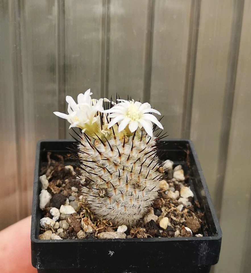 Mammillaria perezdelarosae ssp. andersoniana, leer descripción! Foto 1 de 2