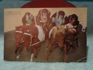 Vintage 9/29/1942 St. Louis Zoo Chimps on Ponies Color Photo Postcard - Foto 1 di 4