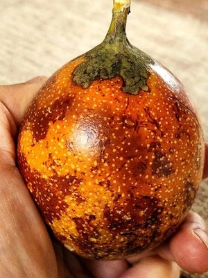 Rare Healthy 2 Sweet Granadilla Passiflora Ligularis Passion Fruit Plants  - Image 1 of 4