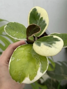 Hoya Obovata Albo Amelia💖(Rare)~Established Indoor/Outdoor Plant☘️ - Picture 1 of 8