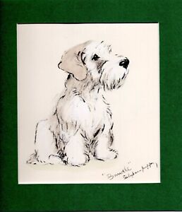 Lucy Dawson ~ Sealyham Terrier ~ Hand  Coloured Print. Genuine Vintage 1939