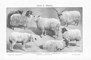 1905 DOMESTIC SHEEP ENGRAVING ILLUSTRATION PRINT 2 Pages - Picture 1 of 4
