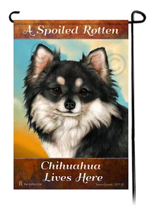 A Spoiled Rotten Longhaired Black and White Chihuahua Lives Here - Picture 1 of 1