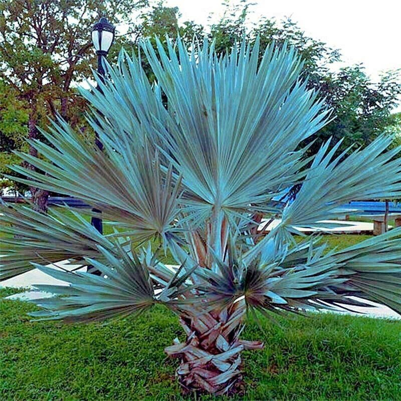 5 Mexican Blue Hesper Fan Palm Tree Seeds Grey Goddess Tropical Cold Hardy! - Image 1 of 4