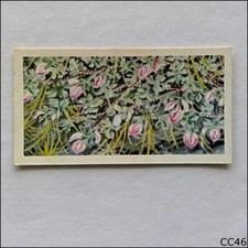 Brooke Bond Tea Card Wild Flowers Series 3 1964 #33 Rest Harrow (CC46)