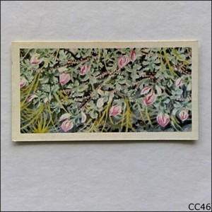 Brooke Bond Tea Card Wild Flowers Series 3 1964 #33 Rest Harrow (CC46)