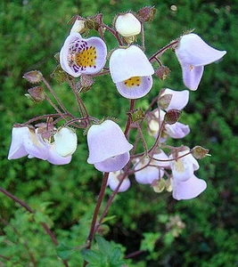 JOVELLANA PUNCTATA - Imagen 1 de 3