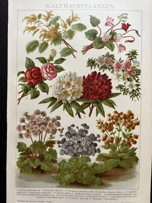 Originalgrafik Flora: Kalthauspflanzen Chromolithographie 1900 Primel Azalee uva - Bild 1 von 4