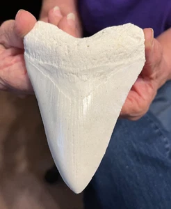 ALMOST Perfect Megalodon replica tooth 4&3/4" nearly perfect serration WHITE - Picture 1 of 4