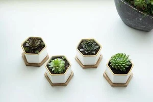 New set of 4 decorative succulent planter ceramic golden trim White cactus pot - Picture 1 of 6