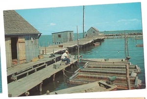 Man All Alone CRAB FLOATS & SHANTY Chesapeake Bay Crabbing Maryland MD Postcard - Picture 1 of 2