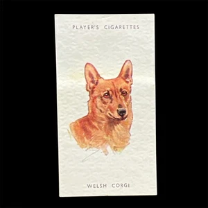John Player Cigarette Card DOGS HEADS by Peter Biegel - Welsh Corgi #50 - Picture 1 of 2
