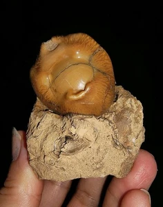 FÓSIL DE CAPARAZÓN DE MAR COWRIE SOBRE MATRIZ, BARICYPRAEA CAPUTVIPERAE DE INDONESIA, 33 MM - Imagen 1 de 6