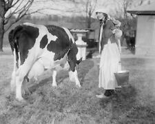 Dutch Girl Preparing To Milk Cow Viintage Classic 8 by 10 Reprint Photograph