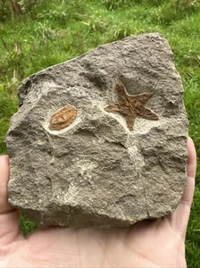 Starfish Morocco starfish (Petraster?) and a  Edrioasteroid - Picture 1 of 10