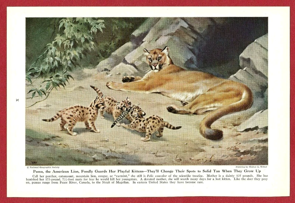 Ilustración impresa de gato salvaje 1943 ~ PUMA por Walter Weber ~ El "León americano" Foto 1 de 1