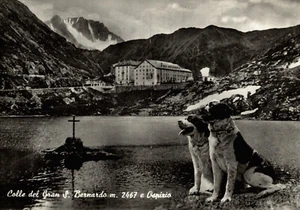 PICCOLO SAN BERNARDO, PETIT SAINT BERNARD, Aosta - L'Ospizio - Cani - S48 PIEGA! - Picture 1 of 2