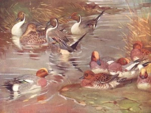 BIRDS. Wildfowl. Wigeon (lower) Pintails courting (upper four) 1924 old print - Picture 1 of 1