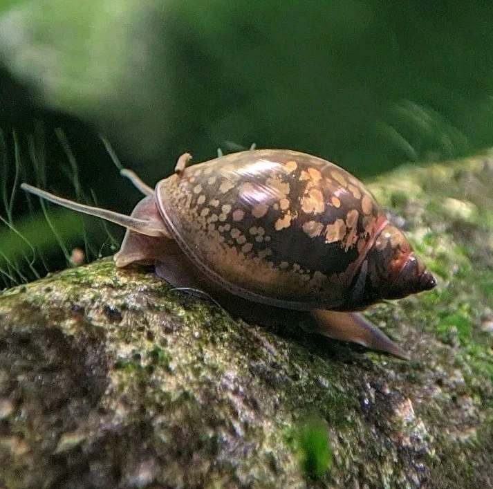 10 caracoles vejigos vivos/Physella Acuta/limpiador de estanque/caracoles alimentadores Foto 1 de 1