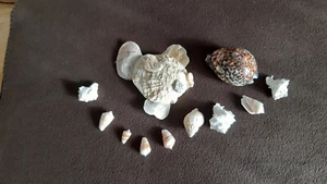 Muscheln - Sammlung - maritime Dekoration - Bild 1 von 3