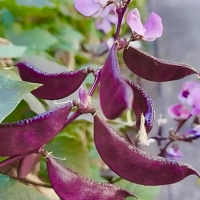 Free Shipping 6 Rare purple beans Seeds,hyacinth bean, Lablab purpureus - Image 1 of 4