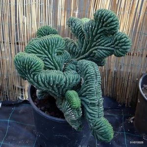 D4972 CEREUS PACHA. MaMa Cactus CRESTED 30-H45-W56 cm - Imagen 1 de 7