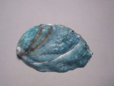 Haliotis discus f.hannai  (Ino,1952) "TEAL"  (90.7mm) - Image 1 of 4