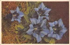 B20170 Entiana Clusii Grossblutiger Enzianblume - Bild 1 von 2