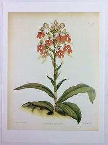 De colección Museo de Historia Natural Biblioteca Orquídeas Libro Estampado 92 Habenaria Militaris - Imagen 1 de 1