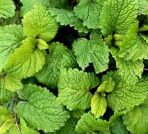 5 Lemon Balm Perennial Herb Tea Culinary Cooking bare root trimmed plants