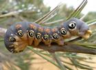 DRYANDRA MOTH CATERPILLAR GLOSSY POSTER PICTURE PHOTO PRINT insect 4408