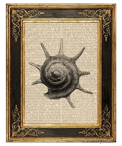 Caracol de caracol de mar #3 Impresión artística en página de libro vintage Océano Hogar Oficina Decoración Regalos - Imagen 1 de 3